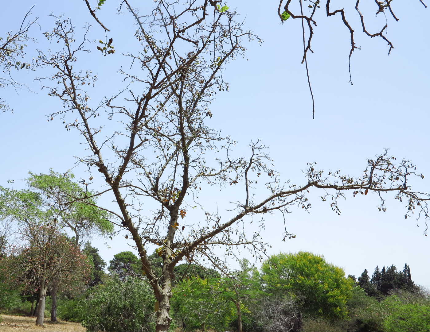 Изображение особи Pongamia pinnata.