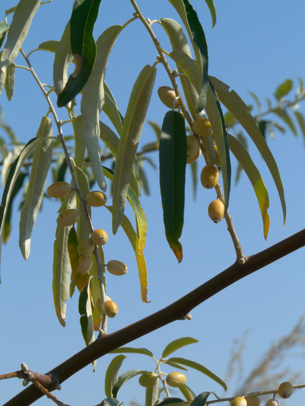 Image of Elaeagnus angustifolia specimen.