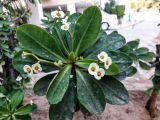 Euphorbia splendens