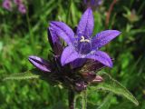 Campanula elliptica. Соцветие. Украина, Закарпатская обл., Раховский р-н, хребет Черногора, 1600-1700 м н.у.м. 16 июля 2007 г.