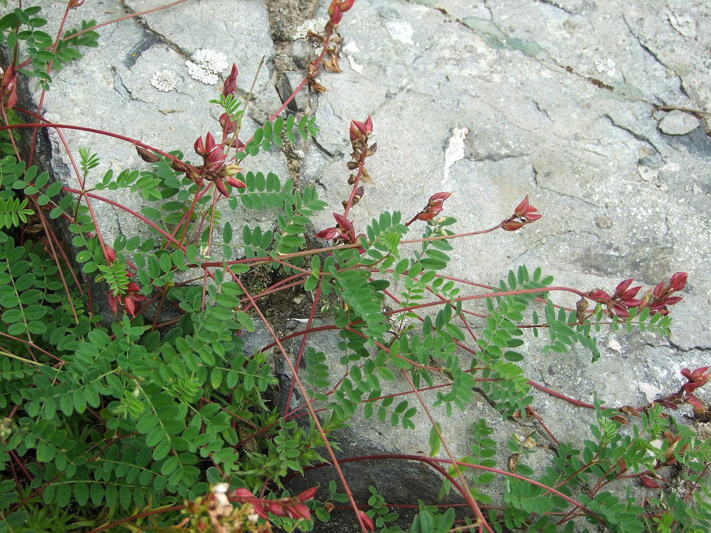 Image of Astragalus vallicoides specimen.