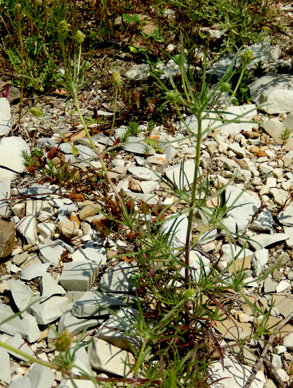 Изображение особи Plantago arenaria.