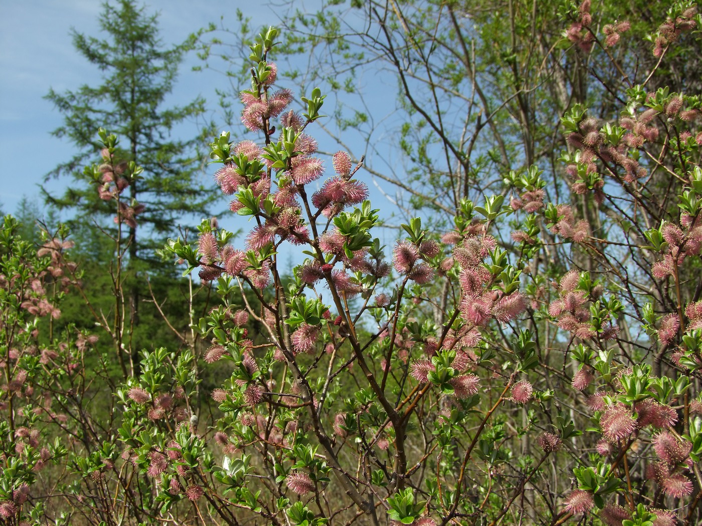 Image of Salix krylovii specimen.