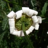 Leucanthemum vulgare. Верхушка побега с соцветием (вид со стороны обёртки). Приморский край, г. Владивосток, Фрунзенский р-н, в культуре. 04.08.2016.