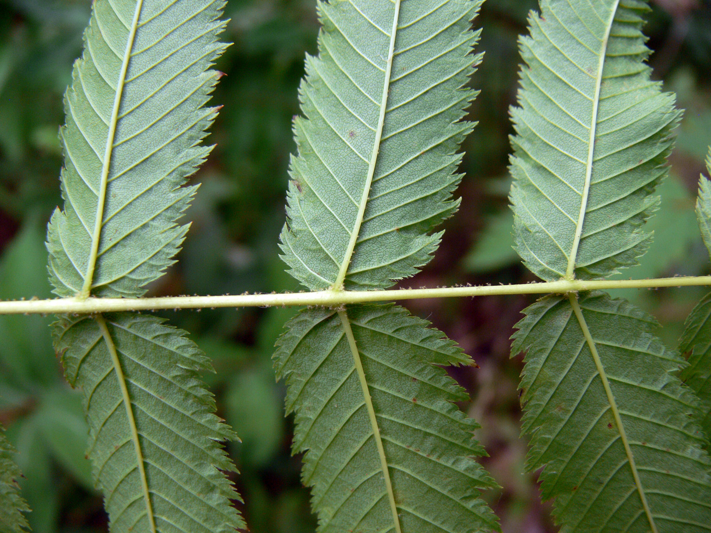 Image of Sorbaria sorbifolia specimen.