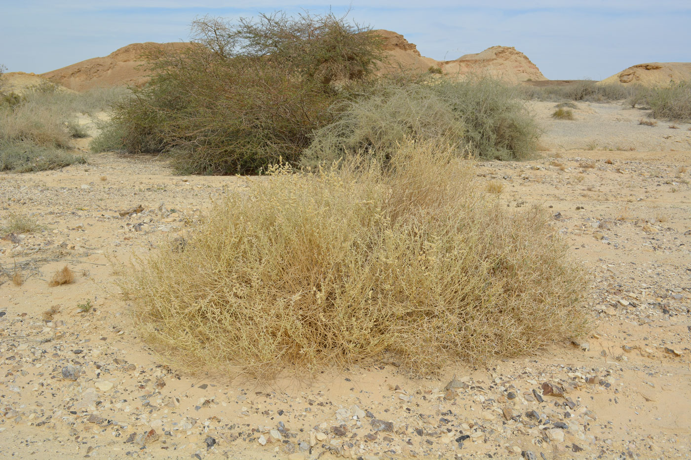 Image of Aerva javanica specimen.