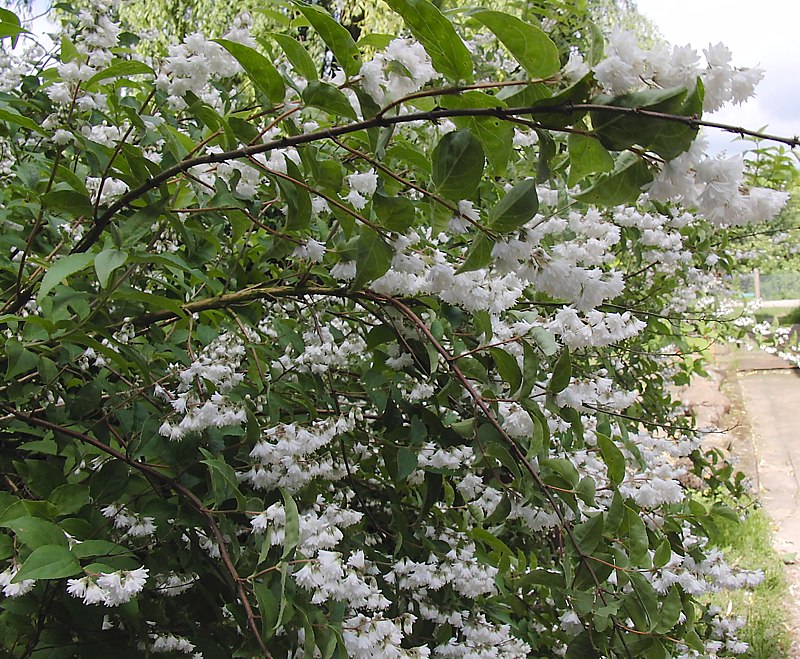 Image of Deutzia &times; magnifica specimen.