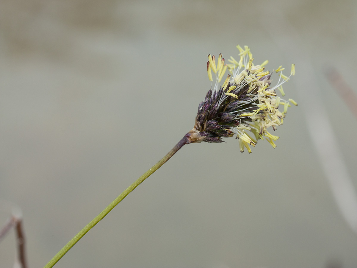 Image of Sesleria caerulea specimen.