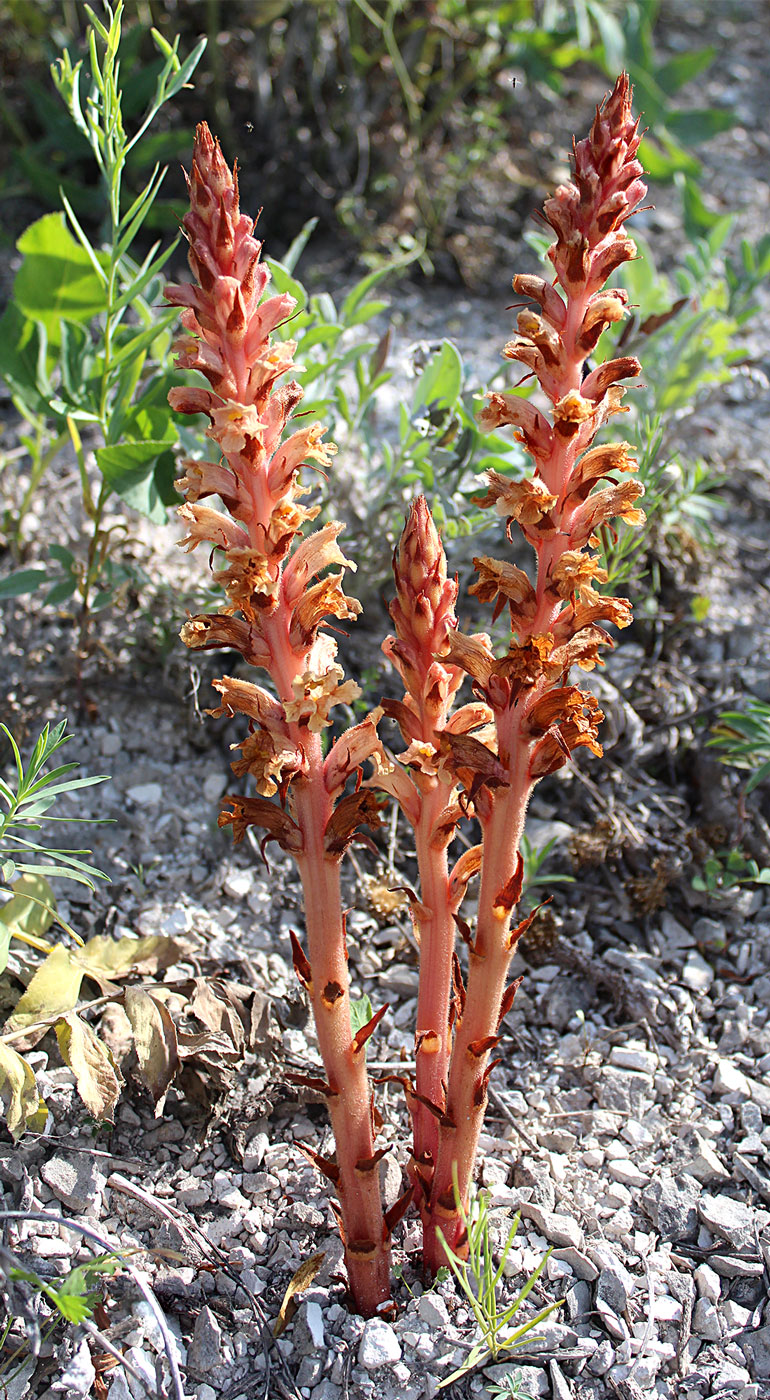 Изображение особи Orobanche centaurina.