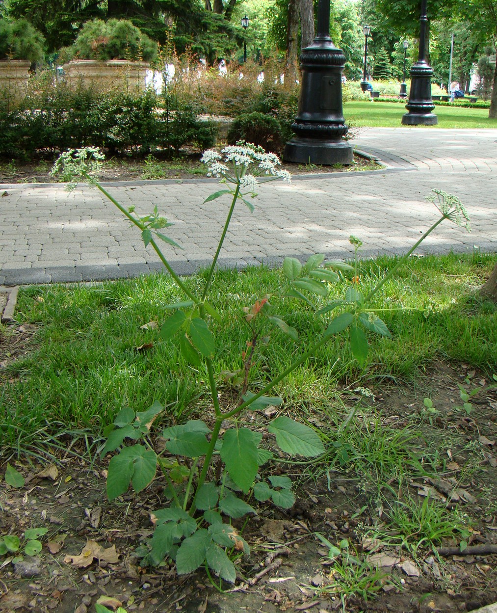 Image of Aegopodium podagraria specimen.