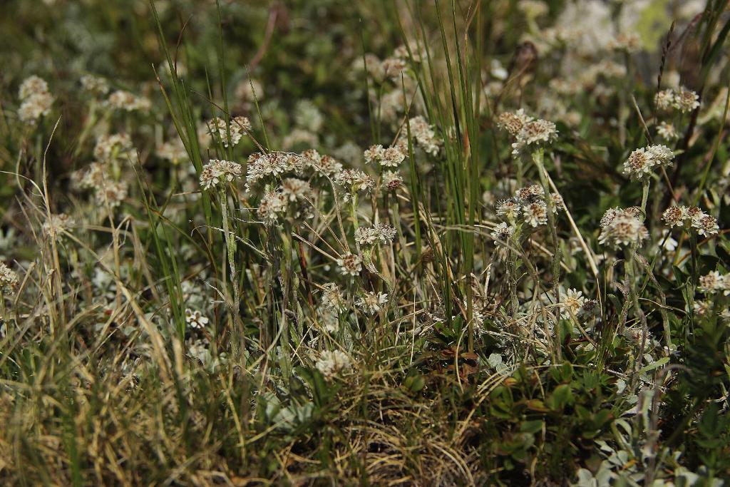 Image of Antennaria caucasica specimen.