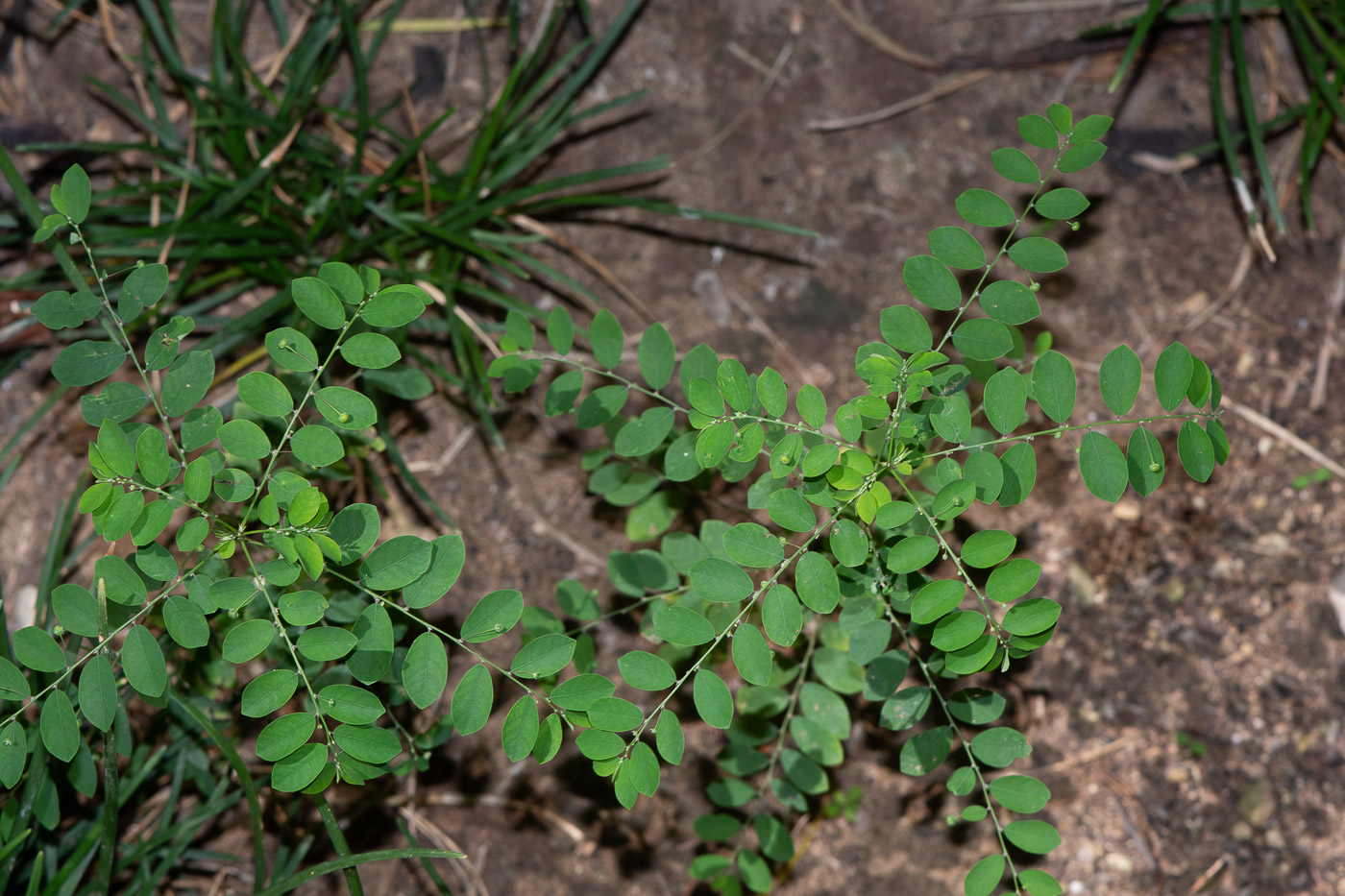 Image of Phyllanthus rotundifolius specimen.