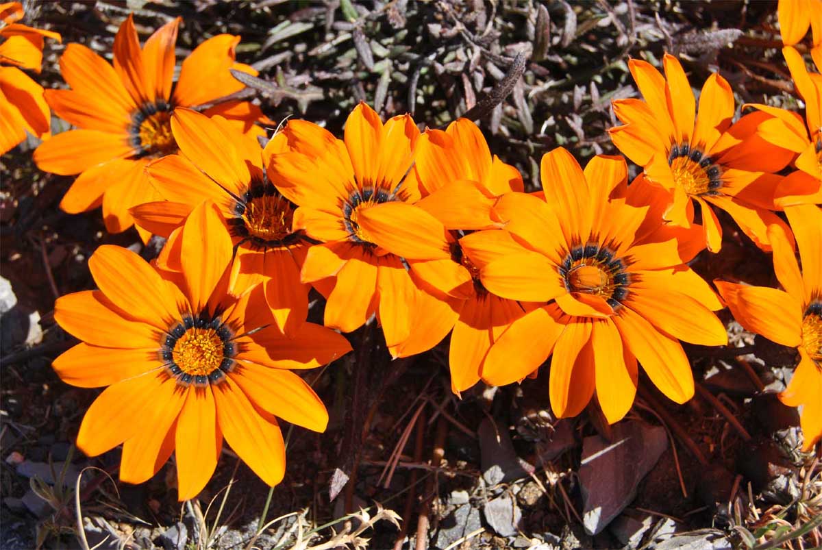 Image of Gazania krebsiana specimen.