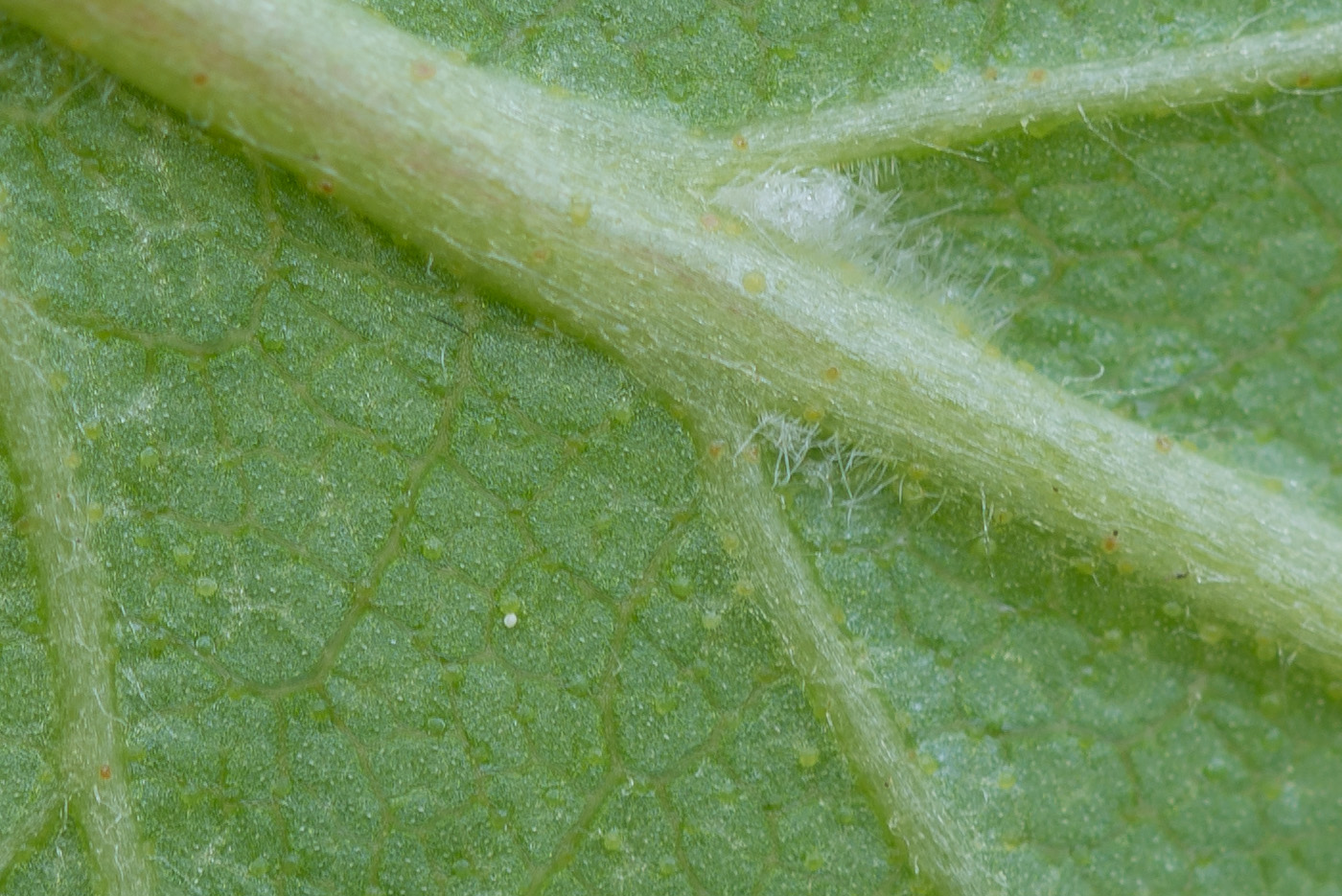 Image of Betula &times; aurata specimen.