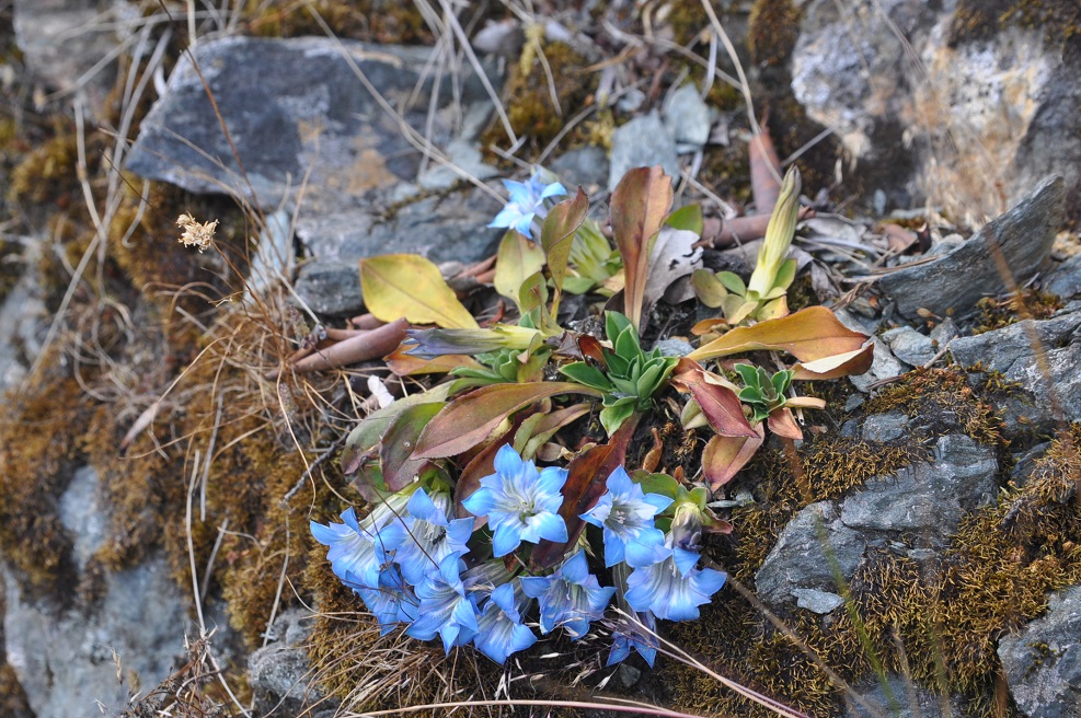 Изображение особи род Gentiana.