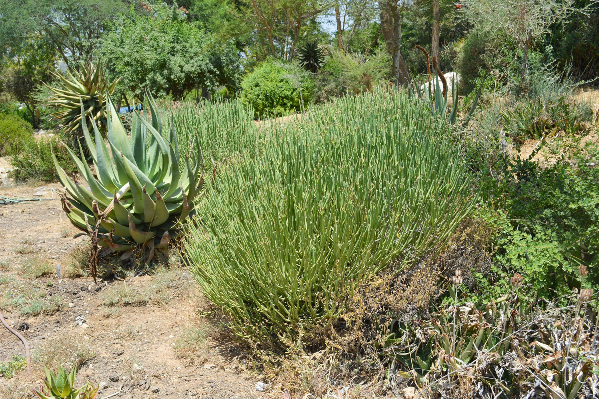 Image of Euphorbia mauritanica specimen.