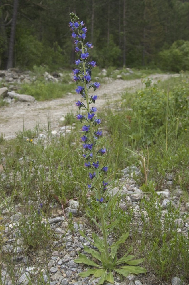 Изображение особи Echium vulgare.