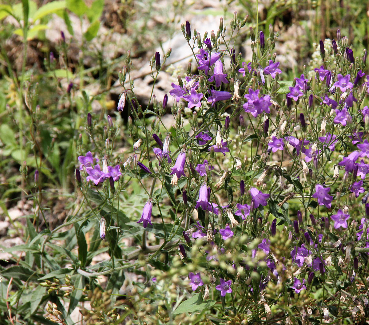 Изображение особи Campanula sibirica.