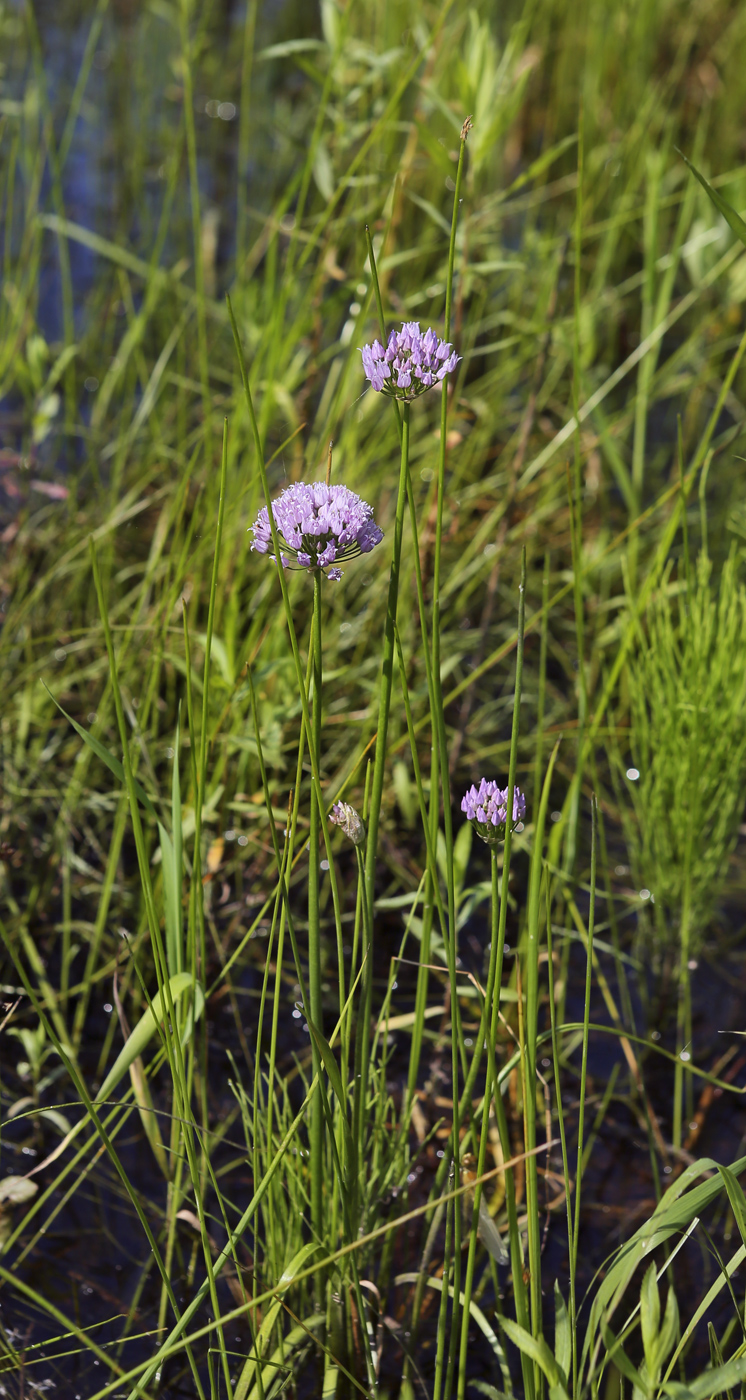 Image of Allium angulosum specimen.