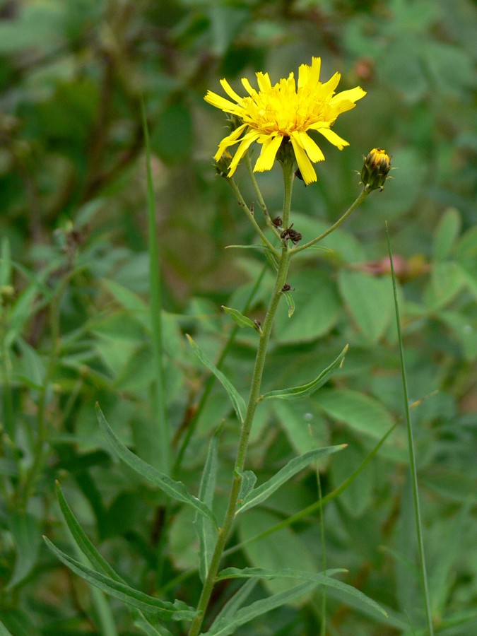 Image of Hieracium umbellatum specimen.