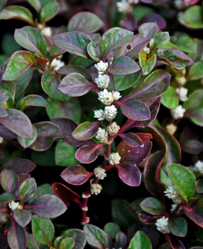 Image of Alternanthera ficoidea specimen.