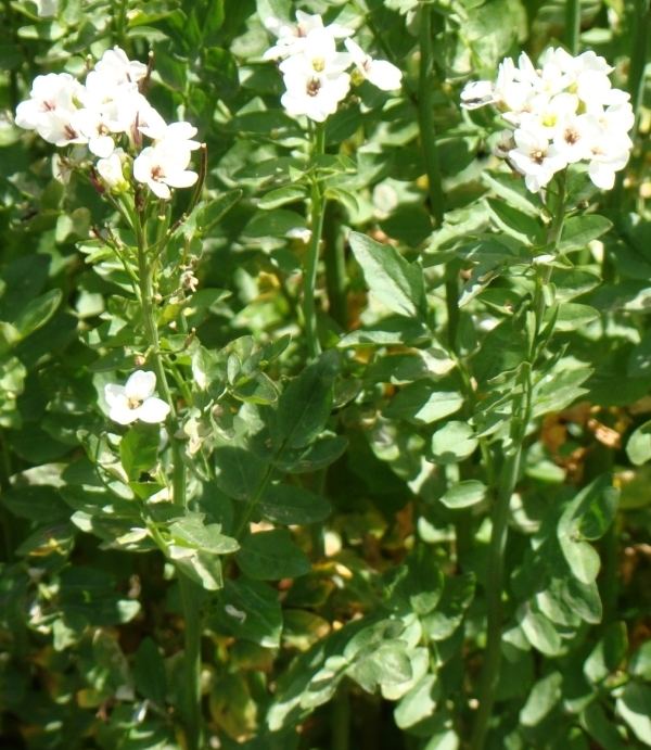 Image of Cardamine uliginosa specimen.