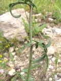 Centaurea apiculata