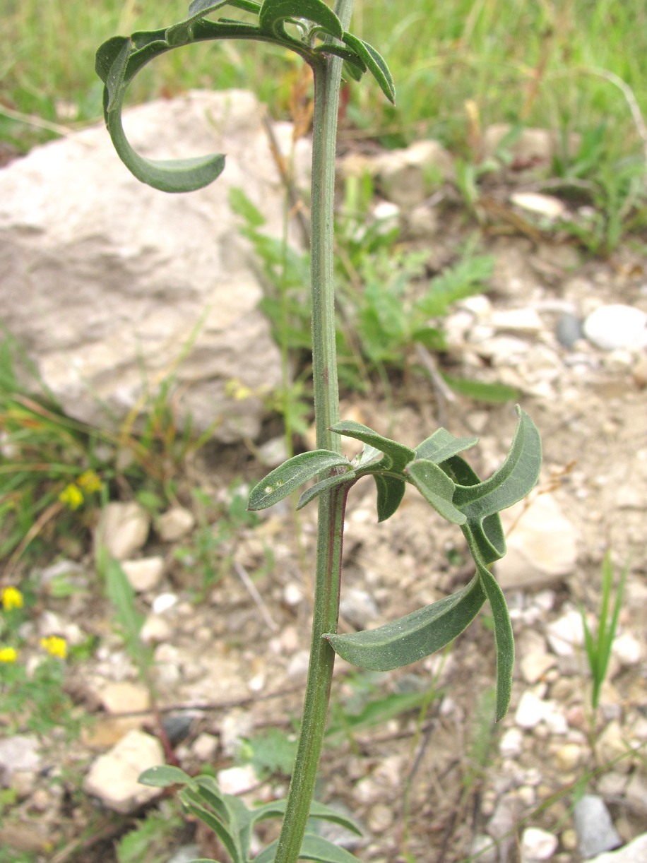 Image of Centaurea apiculata specimen.