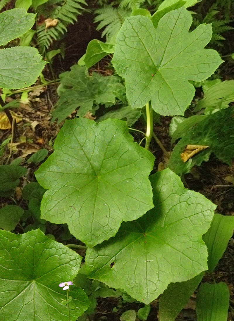 Изображение особи Dysosma pleiantha.