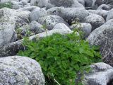 Ligusticum scoticum. Цветущее растение среди валунов. Магаданская обл., окр. г. Магадан, мыс Островной, коса от мыса до о. Птичий. 21.07.2018.