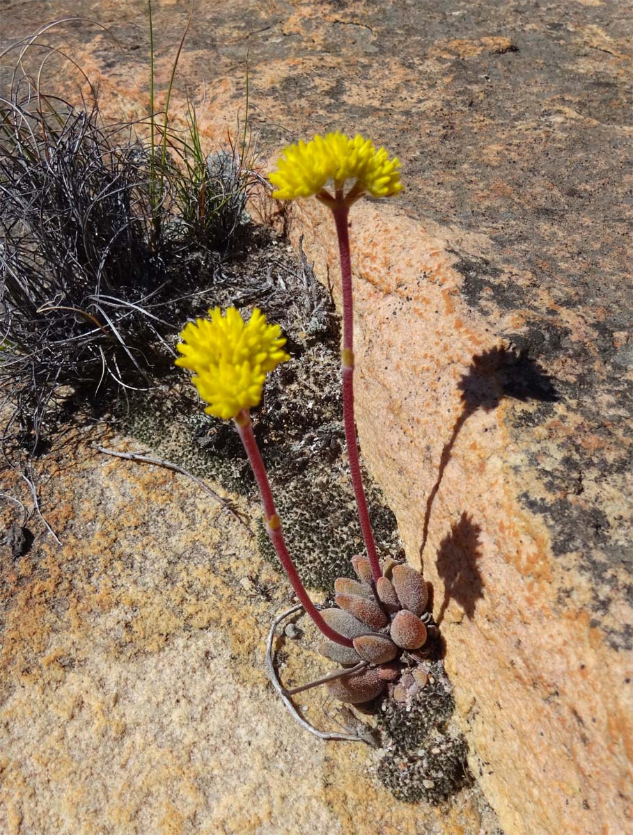 Изображение особи Crassula namaquensis.