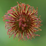 Geum macrophyllum