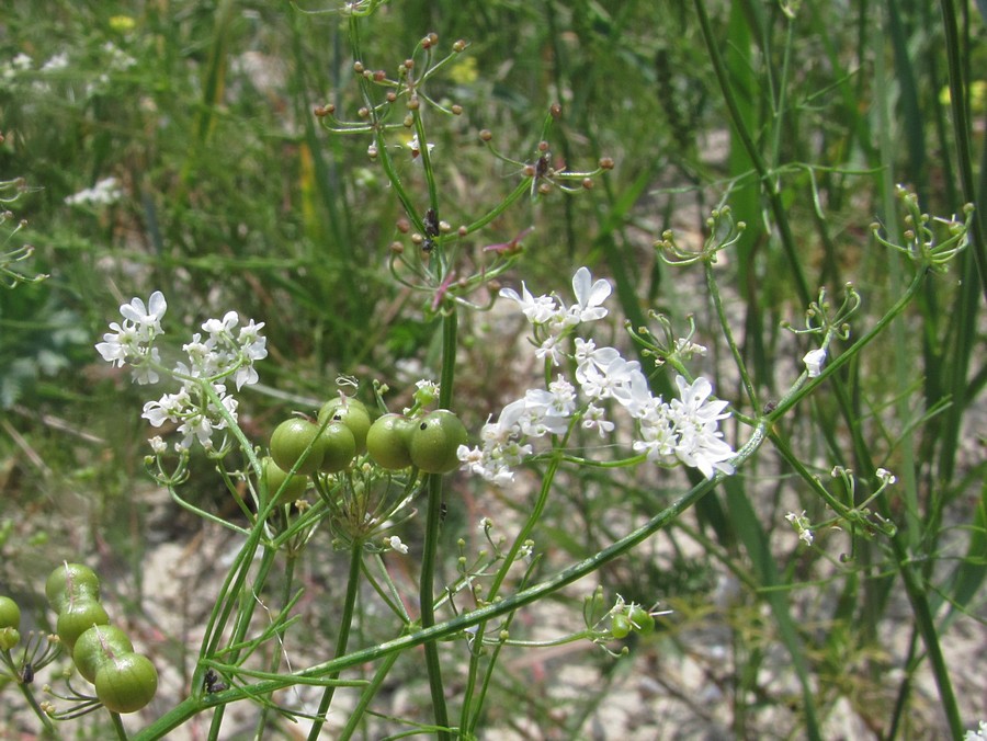 Image of Bifora radians specimen.