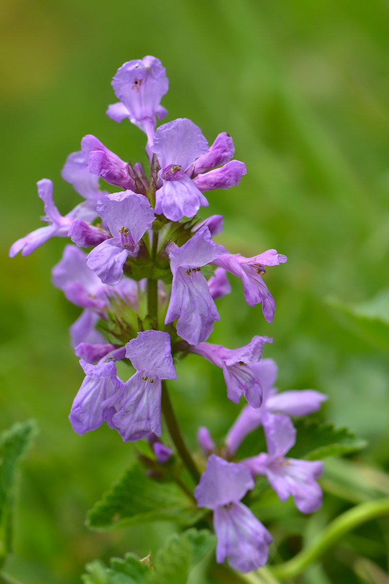 Image of Betonica macrantha specimen.