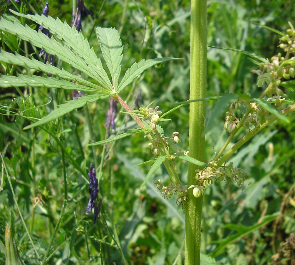 Изображение особи Cannabis sativa var. spontanea.