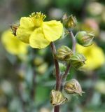 genus Helianthemum. Верхушка цветущего растения. Республика Кипр, окр. с. Айос Созоменос (Άγιος Σωζόμενος), скалистый склон холма. 11.03.2019.