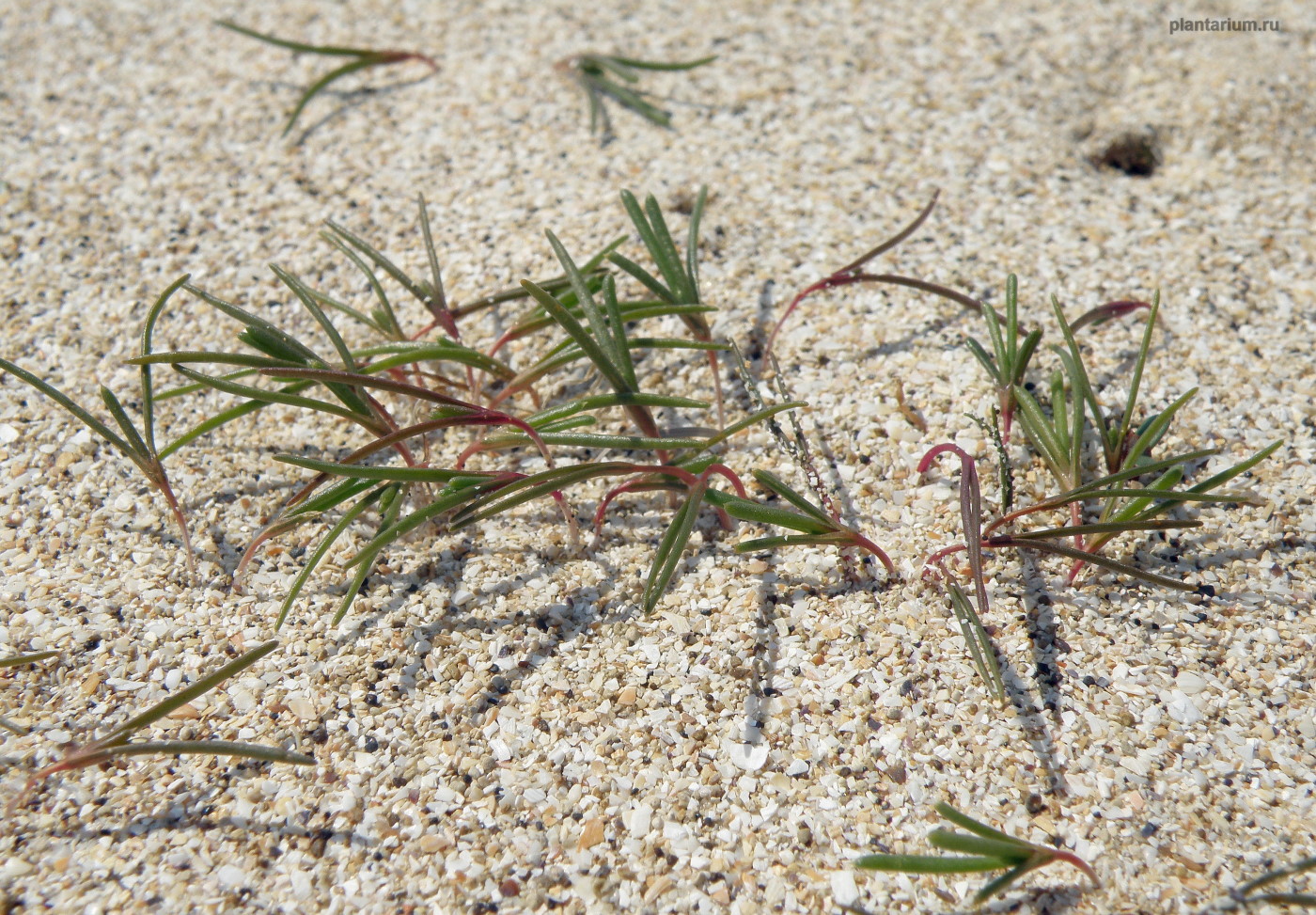 Image of Salsola pontica specimen.