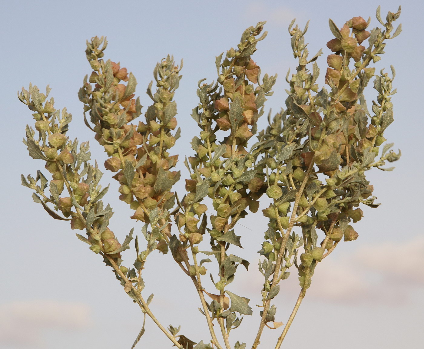 Image of Atriplex lindleyi specimen.