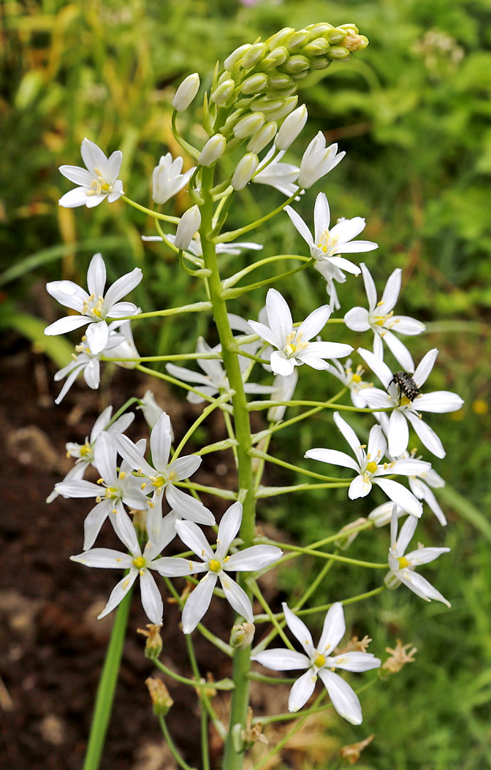 Image of Ornithogalum arcuatum specimen.