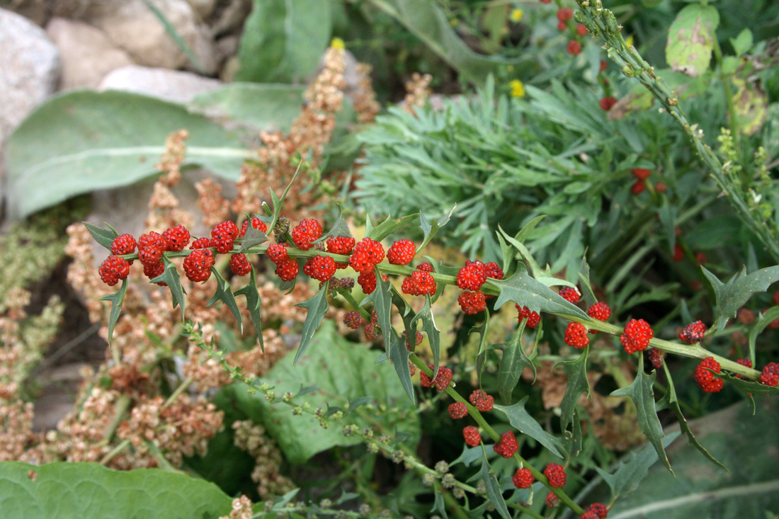 Image of Blitum virgatum specimen.