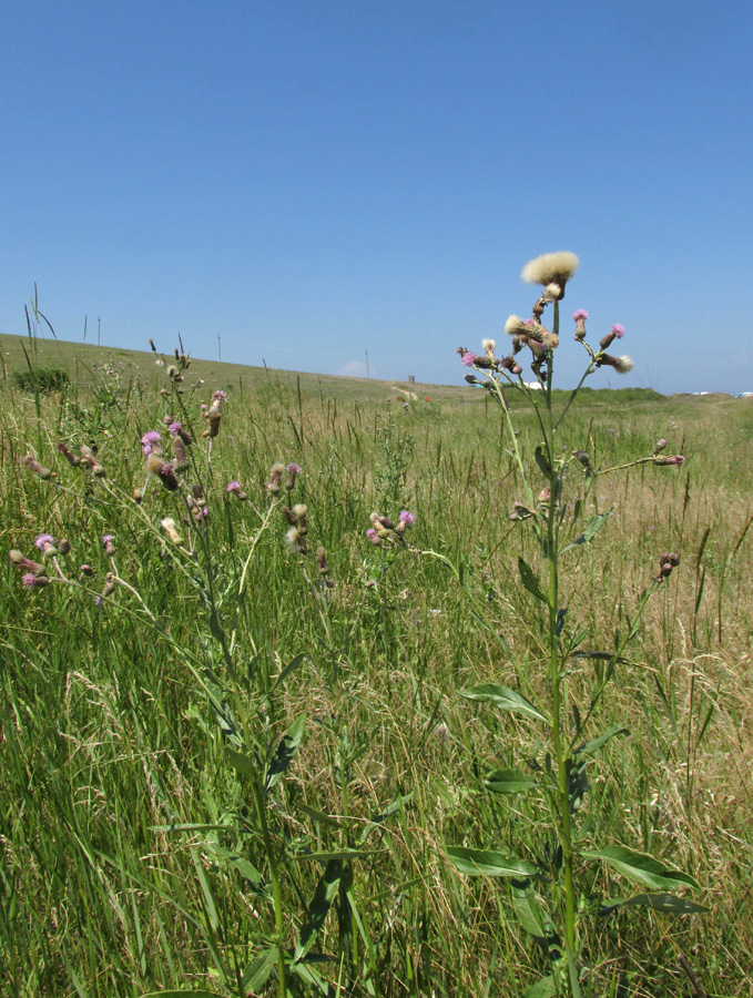 Изображение особи Cirsium incanum.