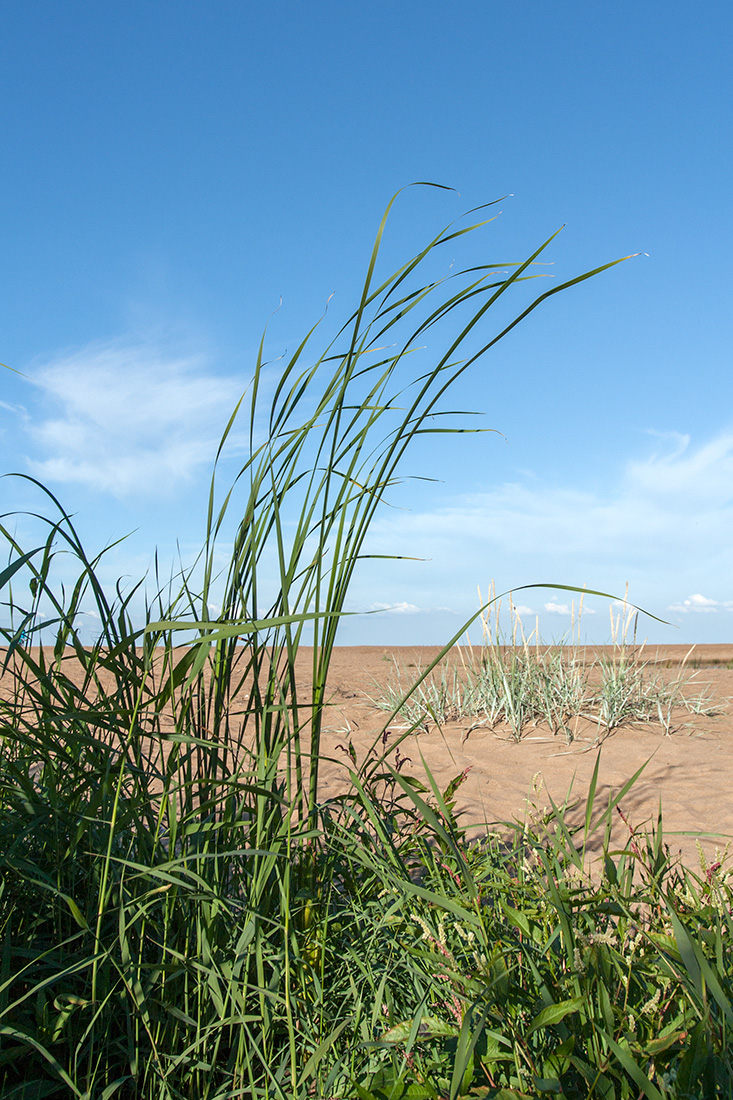 Изображение особи Typha angustifolia.