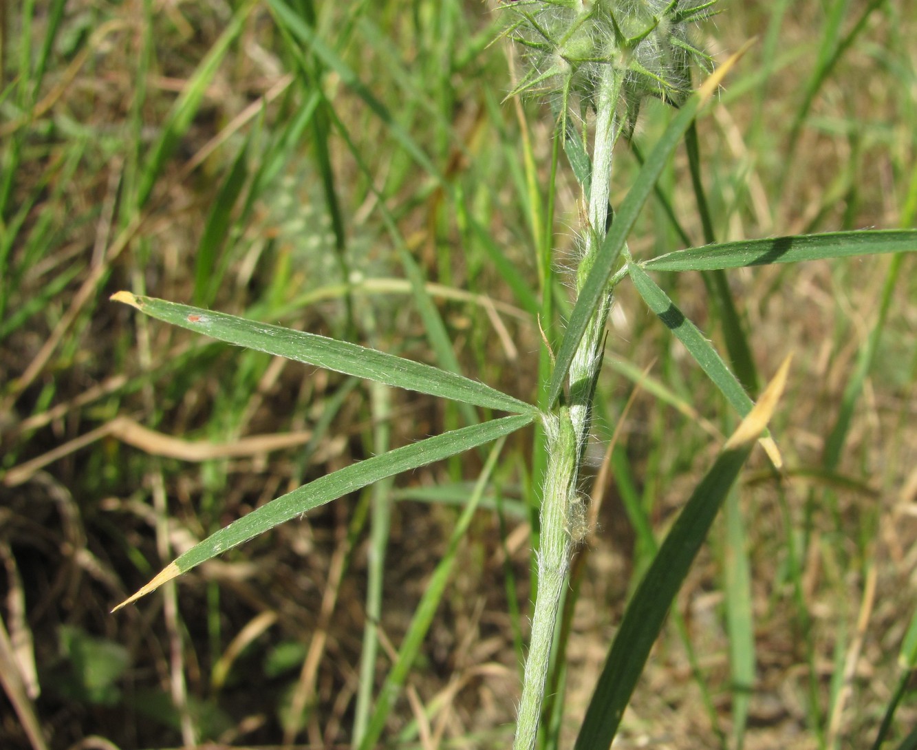 Image of Trifolium angustifolium specimen.