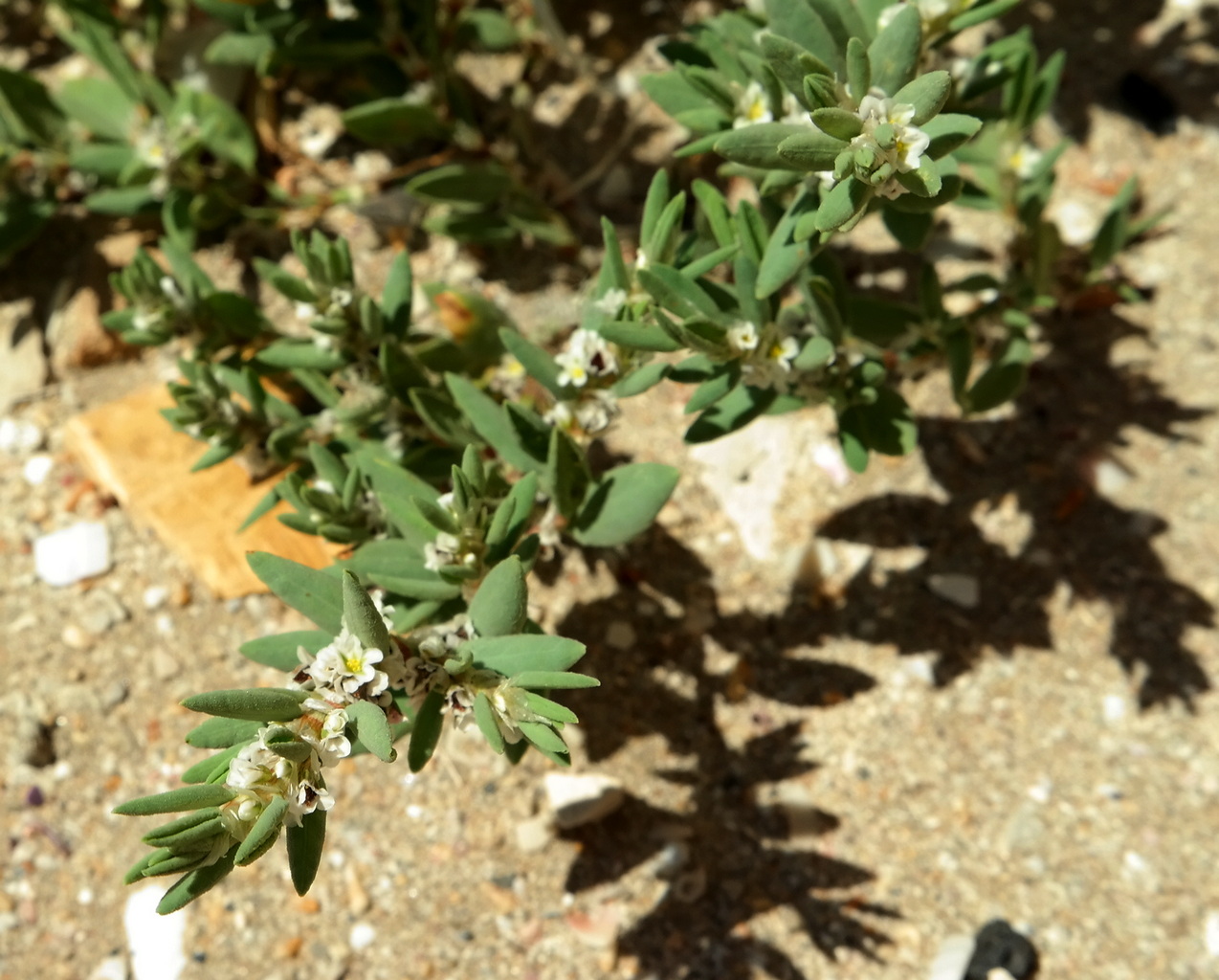 Изображение особи Polygonum maritimum.