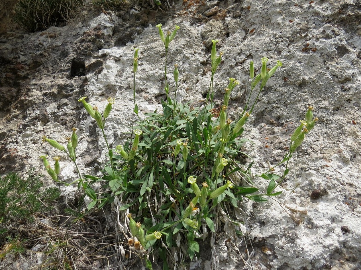 Изображение особи Silene adenopetala.