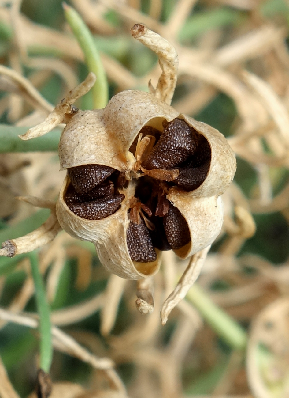 Image of Peganum harmala specimen.