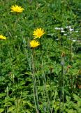 genus Tragopogon. Верхушки побегов с соцветиями. Сербия, национальный парк Тара, плоскогорье Равна Тара, луг на опушке смешанного леса. 08.07.2019.