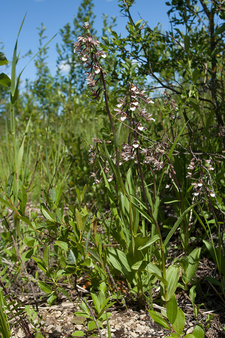 Изображение особи Epipactis palustris.