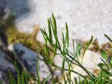 Cardamine umbellata