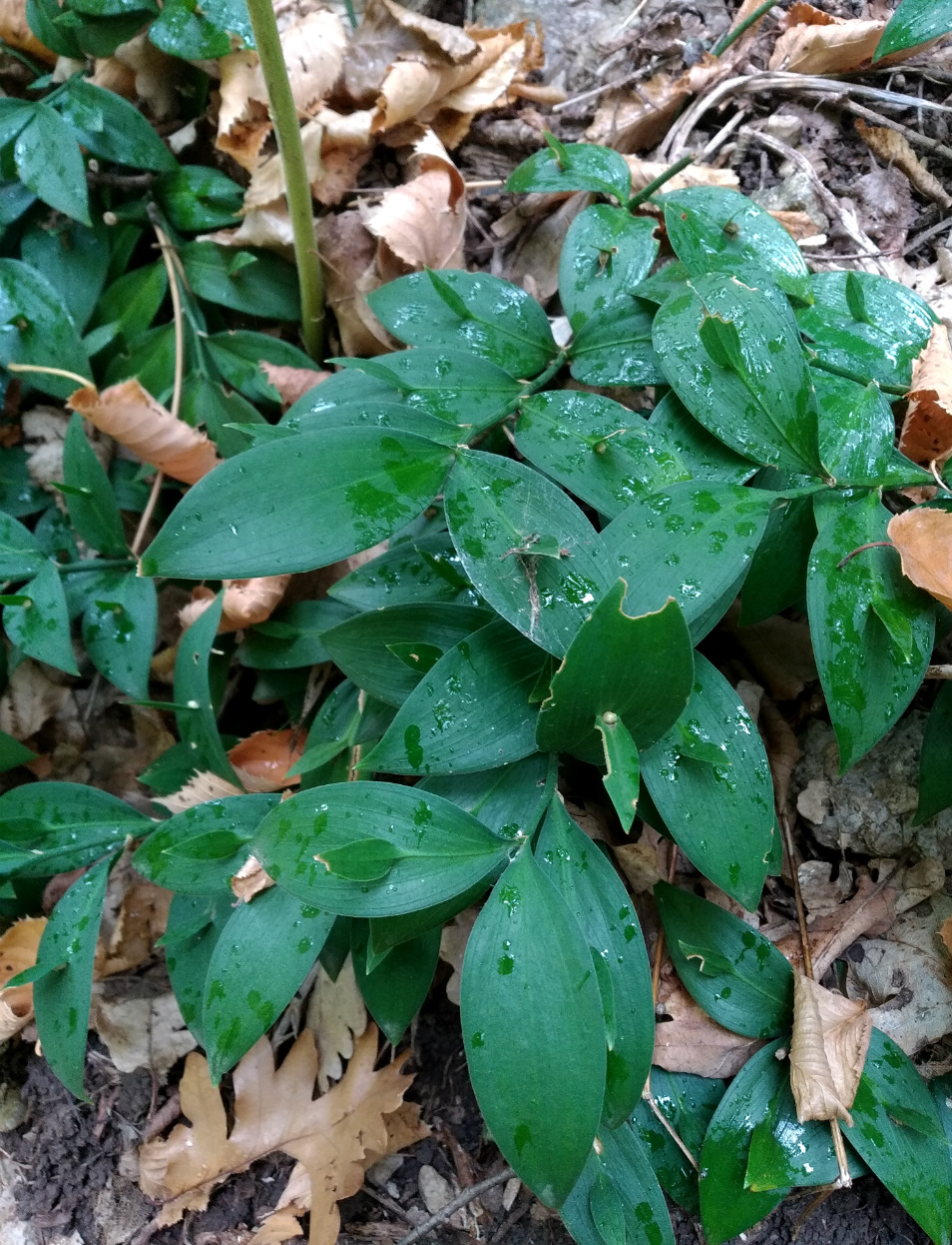 Изображение особи Ruscus hypoglossum.